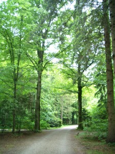 Waldfriedhof - a park & cemetary